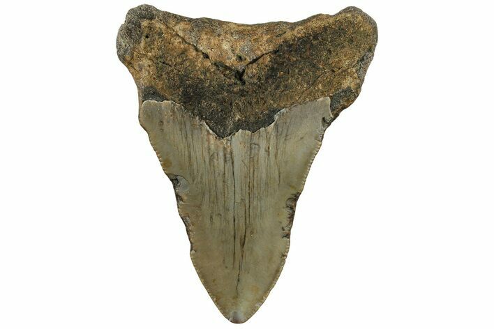 Bargain, 3.02" Fossil Megalodon Tooth - North Carolina